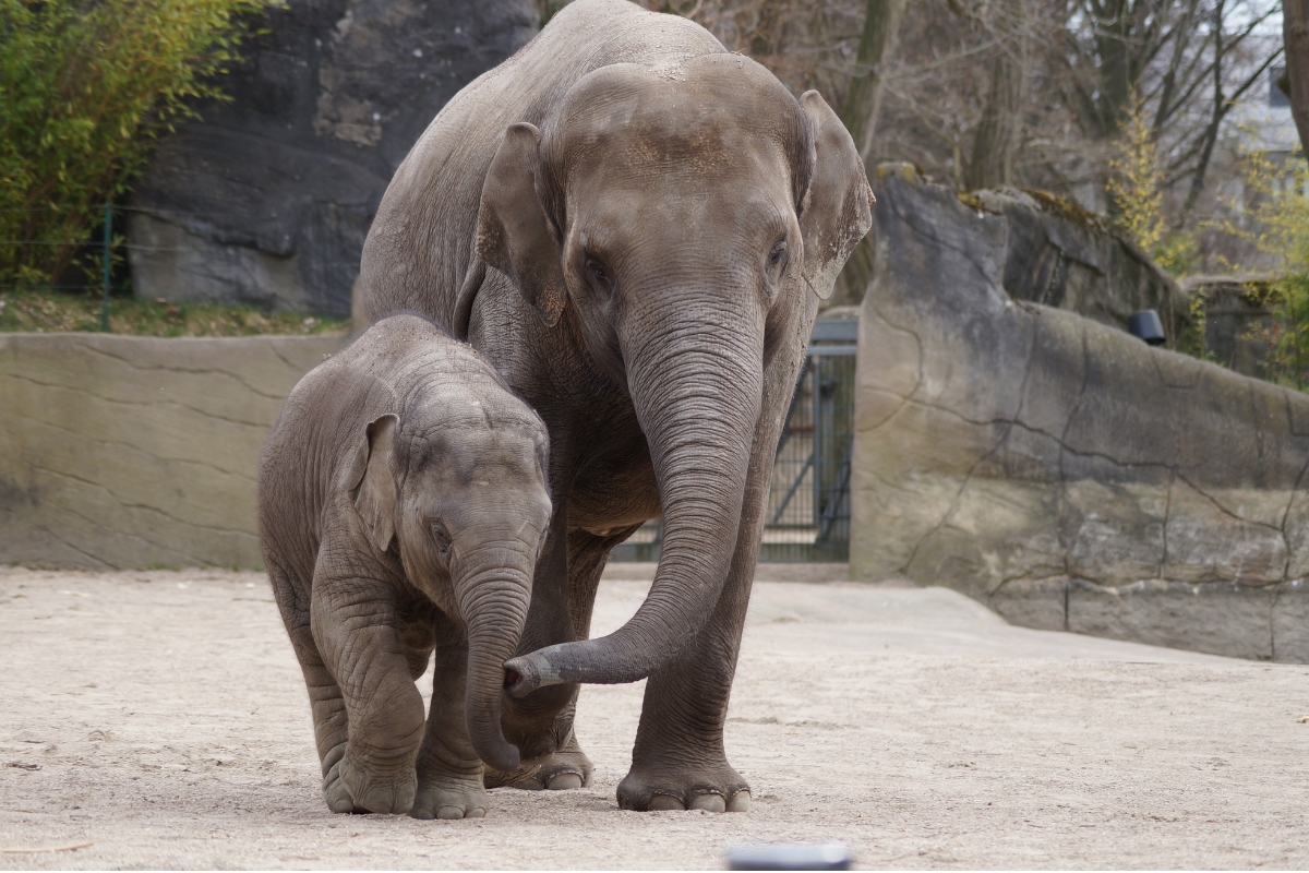 Elephant Welfare Encounter