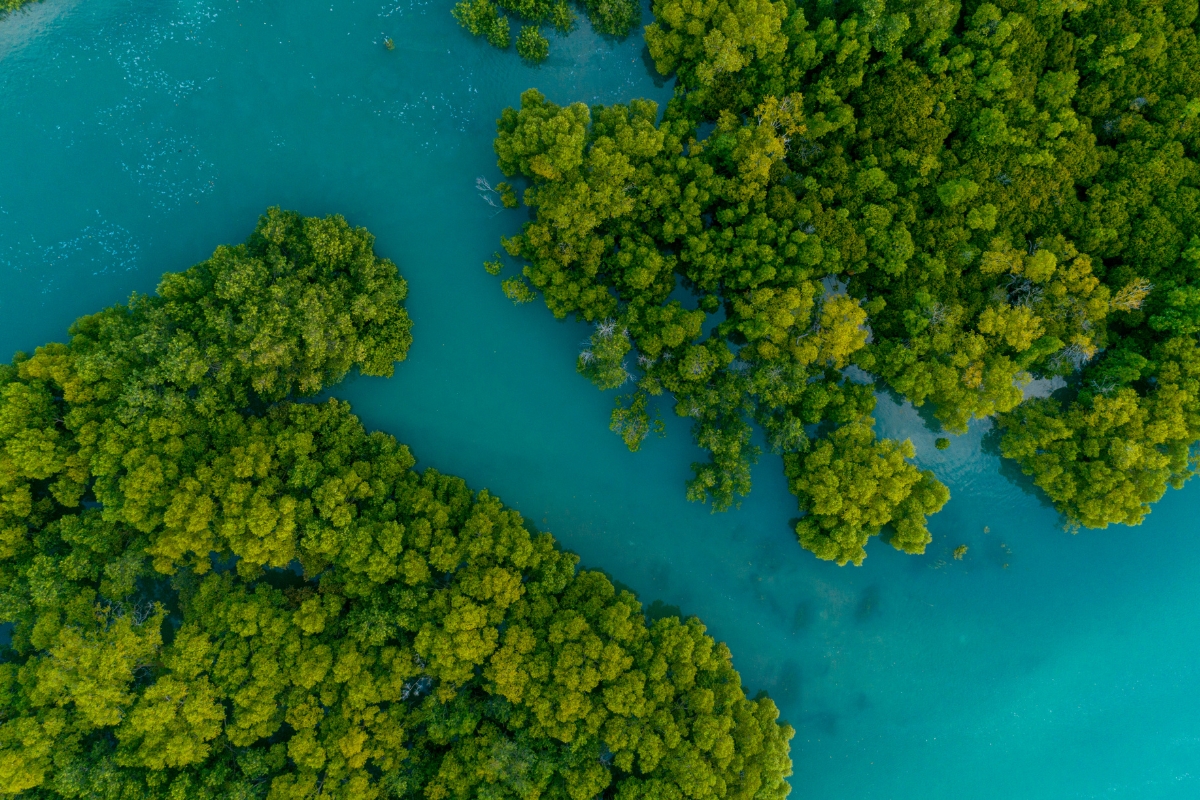 Mangrove Restoration