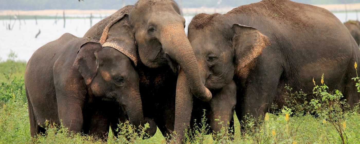 The Great Elephant Gathering at Minneriya